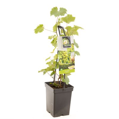 Vigne vitis vinifera solaris