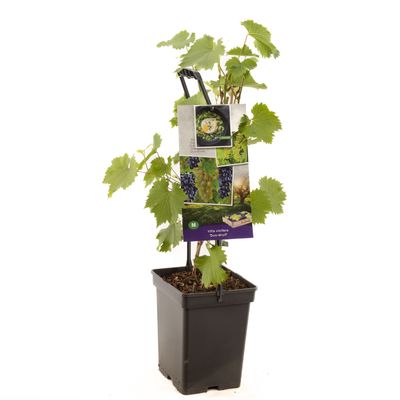 Vigne vitis vinifera duo-druif