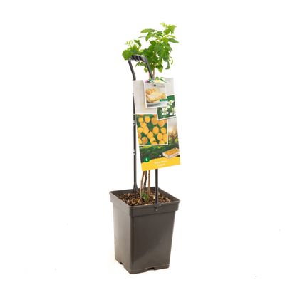 Framboisier rubus ideus fallgold