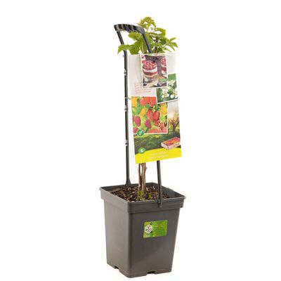 Framboisier rubus ideus quatro