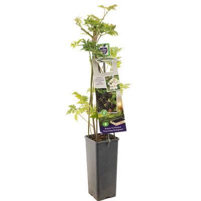 Bramenstruik rubus fruticosus thornless evergreen