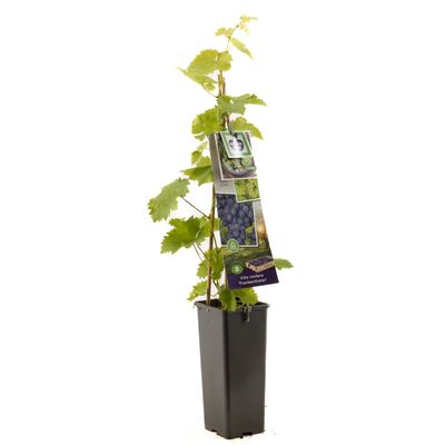 Druivenplant vitis vinifera franken 
