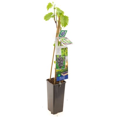 Druivenplant vitis vinifera muscat