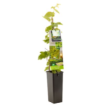 Druivenplant vitis vinifera himrod 