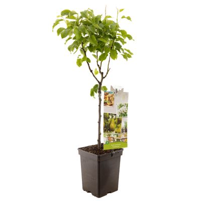 Peer patioboompje pyrus communis conference