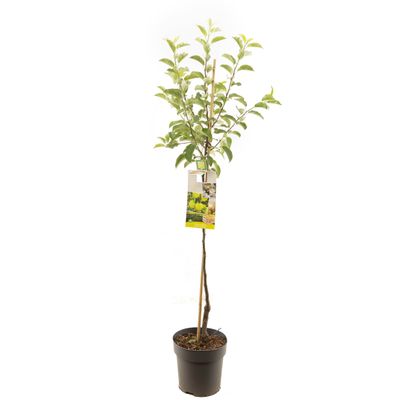 Pommier malus domestica golden delicious demi-tige