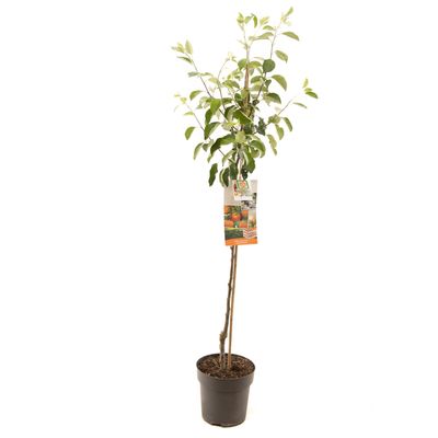 Pommier malus domestica james grieve demi-tige