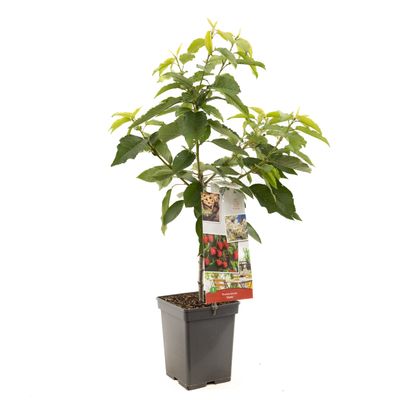 Cerisier prunus avium stella patio