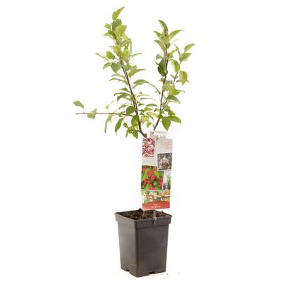 Pommier malus red sentinel (ornemental) patio