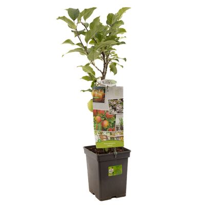 Appel patioboompje malus domestica delcorf 