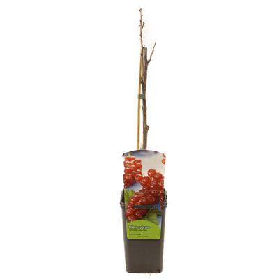 Ribes rubrum jonkheer van tets 