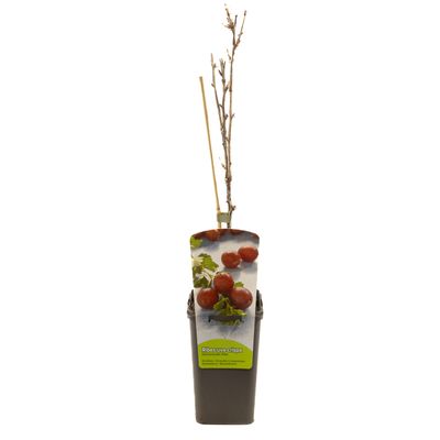Ribes uva-cr. hinnonmäki röd 