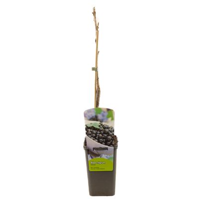 Ribes nigrum titania 