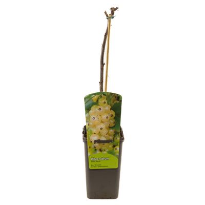 Ribes rubrum witte parel 