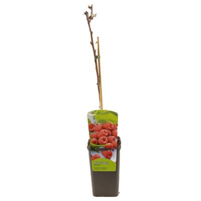 Rubus idaeus heritage 
