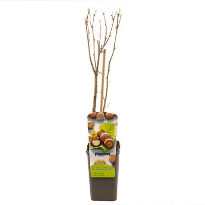 Corylus avellana hazelnoot 