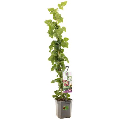 Tayberry 150 cm - kruising braam-framboos