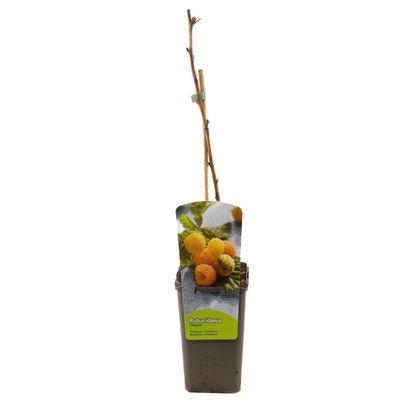 Rubus idaeus fallgold 