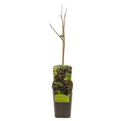 Aronia melanocarpa appelbes 