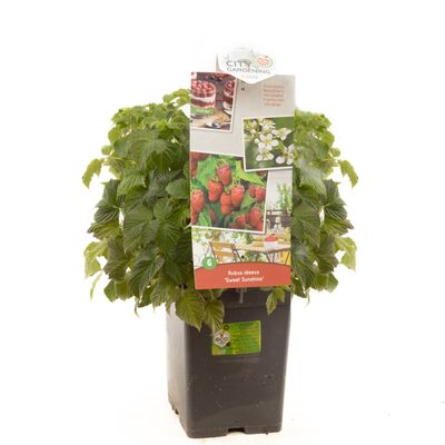 Dwergframboos rubus idaeus sunshine 