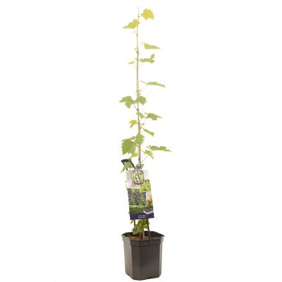 Druivenplant vitis vinifera muscat 150 cm