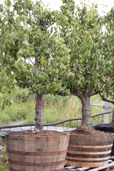 Peer oude boom pyrus communis 25 jarig conference half wijnvat