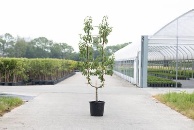 Peer oude boom pyrus communis 2-arm