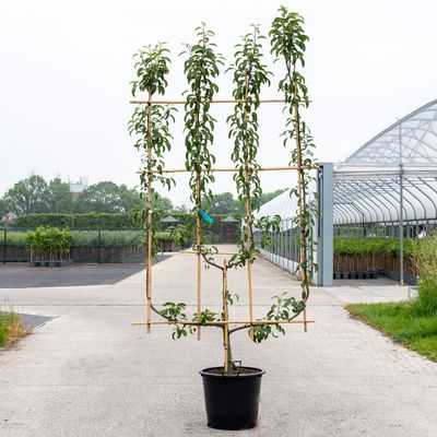 Peer oude boom pyrus communis 4-arm