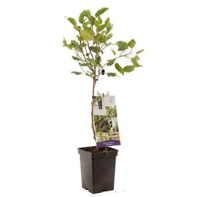 Dwergmoerbei morus rotundiloba mojo