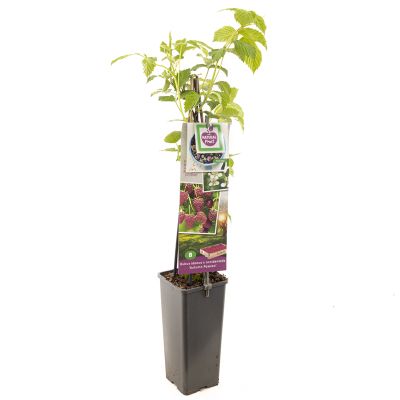 Herfst  framboos p11