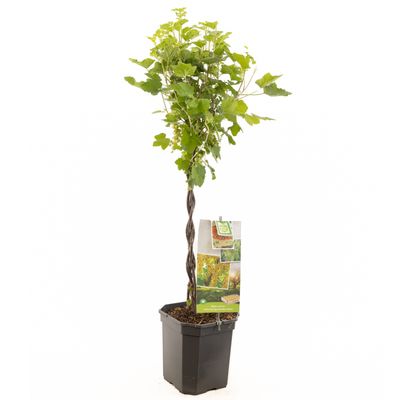 Witte bessenstruik ribes rubrum- gevlochten stam