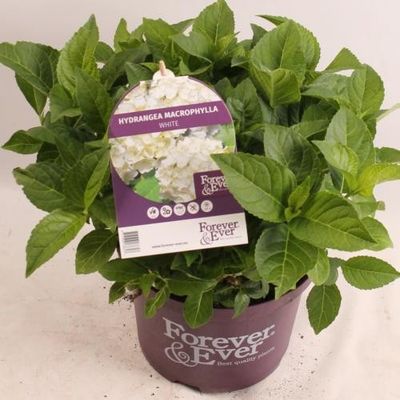 Hydrangea forever&ever whte p23