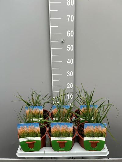 Calamagrostis acutifol foerster