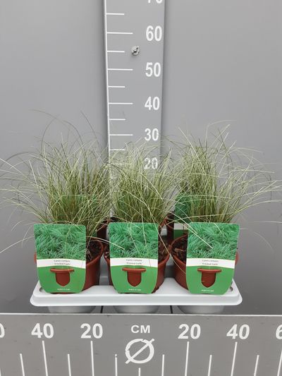 Carex comans frosted curls