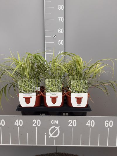 Hakonechloa macra