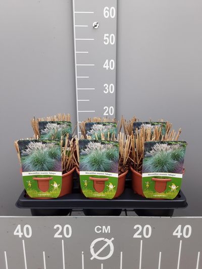 Miscanthus sinensis adagio