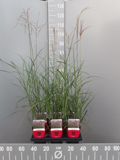 Miscanthus sinensis flamingo