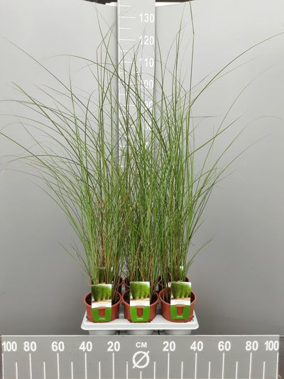 Miscanthus sinensis gracillimus 