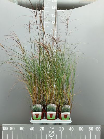Miscanthus sinensis silbersp