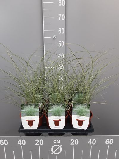 Miscanthus sinensis mornin light