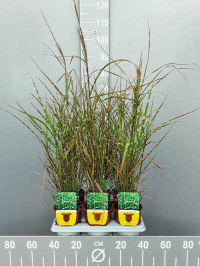 Miscanthus sinensis strictus