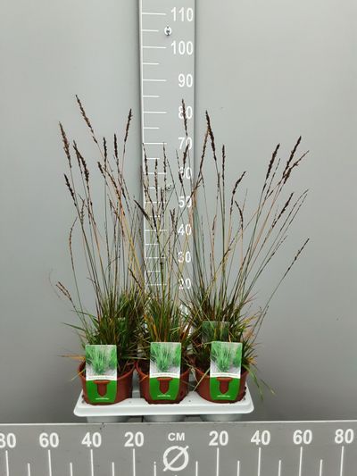 Molinia caerulea moorhexe