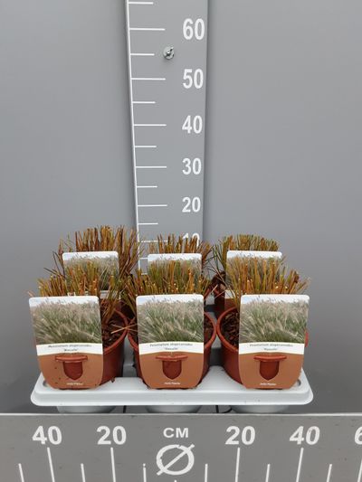 Pennisetumalopecuroïdes gold