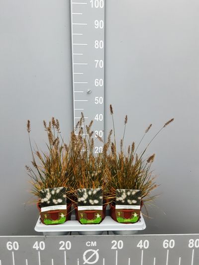 Pennisetumalopecuroïdes little