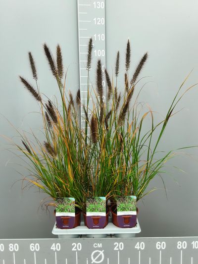 Pennisetumalopecuroïdes virides