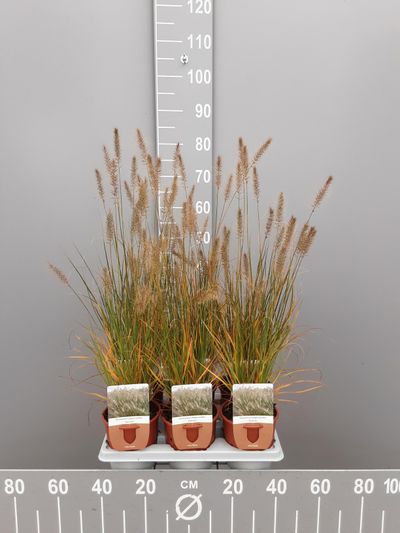 Pennisetum alopecuroides Hameln