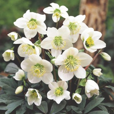 Helleborus niger Christmas carol (Rose De  Noël)