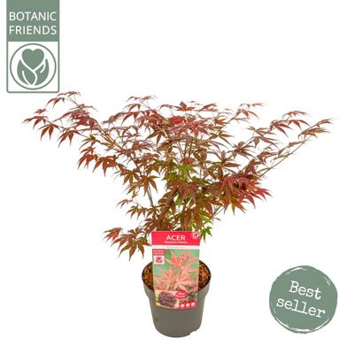 Érable du japon atropurpureum p19 h50