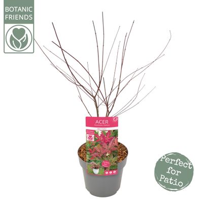 Japanse esdoorn "beni-maiko"p19 h50