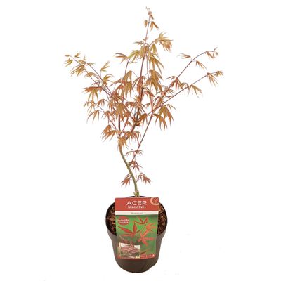 Érable du japon bloodgood p19 h50